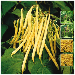 Butter Bean Cherokee Wax Seeds