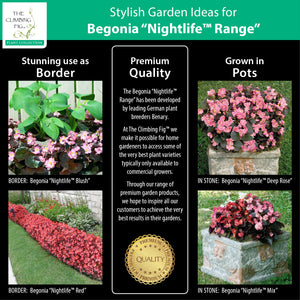 BEGONIA Nightlife Range Pelletised Seeds. Bronze leafed. Red, pink, white flower
