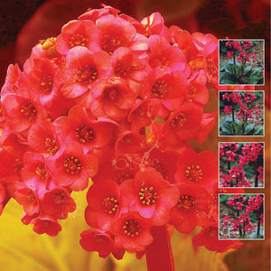 BERGENIA Red Emperor Seeds. Commercial hybrid cultivar. Exotic perennial