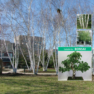 Betula Pendula Alba Silver Birch - Ivory Seeds. Brilliant white/silver bark