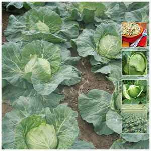 Cabbage Cavola Sugarloaf Seeds