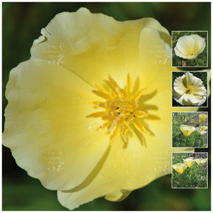 California Poppy Lemon Drops Seeds