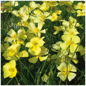 California Poppy Twilight Sundew Seeds