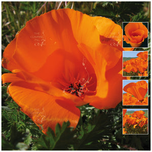 California Poppy World Cup Seeds