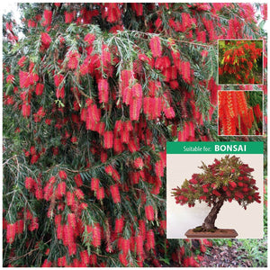Callistemon Viminalis Scarlet Who Seeds