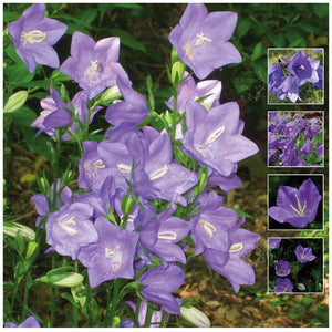 Campanula Blue Bellflower Seeds