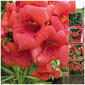 Campsis Flame Trumpet Vine Seeds