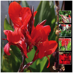 Canna Lily Red Royal Seeds