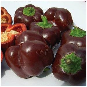 Capsicum Bell Chocolate Seeds