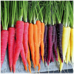 Carrot End Of The Rainbow Mix Seeds