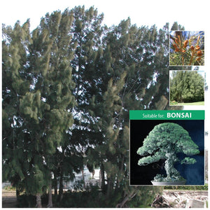 Casuarina Glauca Grey Oak Seeds