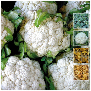 Cauliflower Year Round Delight Seeds