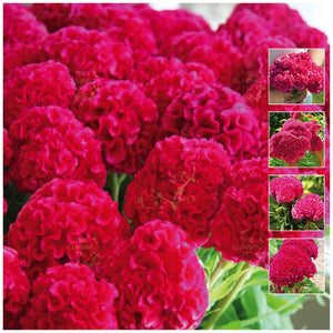 Celosia Kurume Rose Seeds
