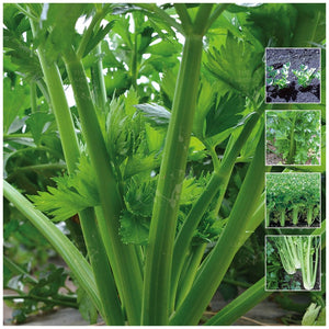 Celery Tender Crisp Seeds