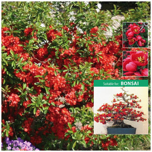 Chaenomeles Dwarf Japanese Quince Seeds