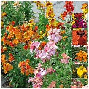 Cheiranthus Multibloom Dwarf Seeds