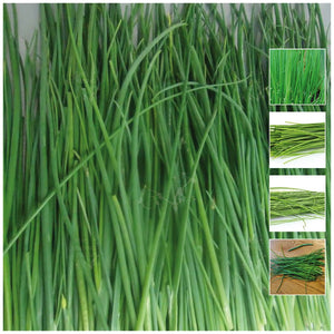 Chives Chivalrous Onion Seeds
