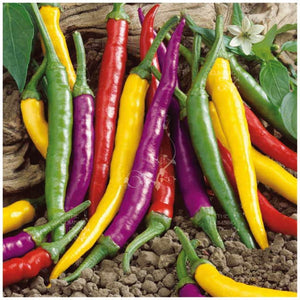 Chilli Fruta Lila Seeds