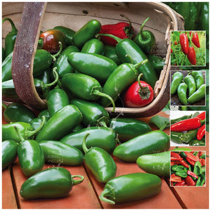Chili Jalapeno Gran Chile Seeds