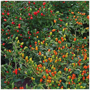 Chilli Oriental Pequin Chili Seeds