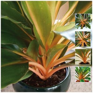 Chlorophytum Sierra Leone Lily Seeds