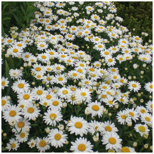 Chrysanthemum Daisy Shasta Seeds