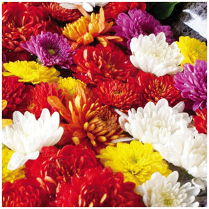 Chrysanthemum Hera Double Mix Seeds