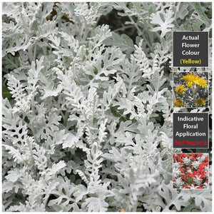 Cineraria Silver Dust Seeds