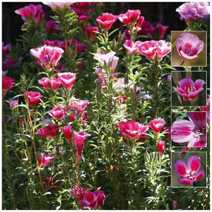 Clarkia Pink Blueberry Mix Seeds