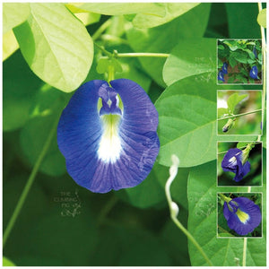 Clitoria Ternatea Blue Butterfly Pea Seeds
