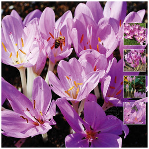 Colchicum Autumnale Autumn Crocus Seeds