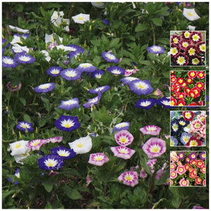 Convolvulus Ensign Mix Seeds