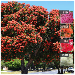 Corymbia Eucalyptus Ficifolia Lasseter's Reef Seeds