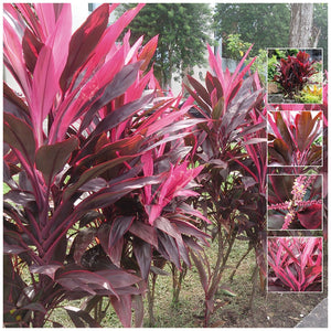 Cordyline Lipstick Rubra Seeds