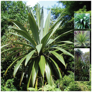 Cordyline Morning Sword Seeds
