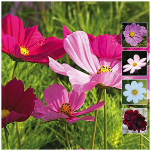 Cosmos Cut Flower Sensation Mix Seeds