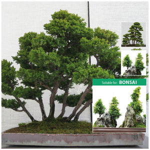 Cryptomeria Japonica Mezurashi Yama Seeds