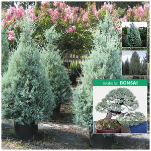 Cupressus Arizonica Glabra Arizona Cypress Seeds