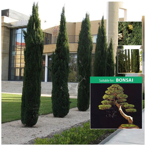 Cupressus Sempervirens Italian Pencil Pine Seeds