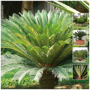 Cycas Revoluta Sago Cycad Palm Seeds