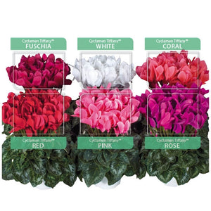 Cyclamen Tiffany Range Seeds