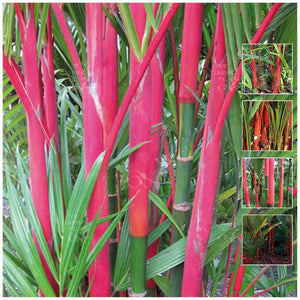 Cyrtostachys Renda Red Wax Lipstick Palm Seeds