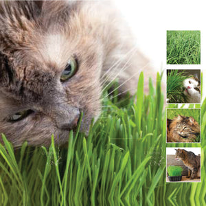 Catgrass Dactylis Orchard Grass Seeds. This grass is IRRESISTIBLE to any cat