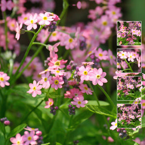 CYNOGLOSSUM Oriental Pink Seeds. Profusion of colour. Suitable as cut flower