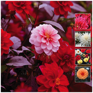 Dahlia A Night Of Colour Seeds