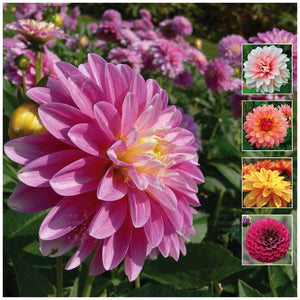 Dahlia Unwins Brightest Seeds