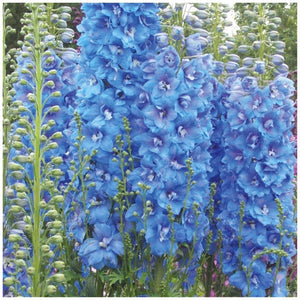 Delphinium Belladonna Seeds