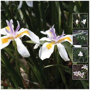 Dietes Grandiflora MaxK4 Seeds