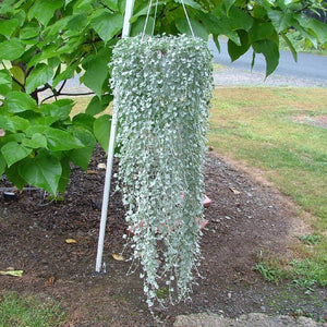Dichondra Argentea PolySilver Seeds. Silver Falls Ponysfoot. Pack options