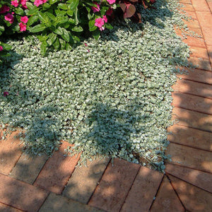 Dichondra Argentea PolySilver Seeds. Silver Falls Ponysfoot. Pack options